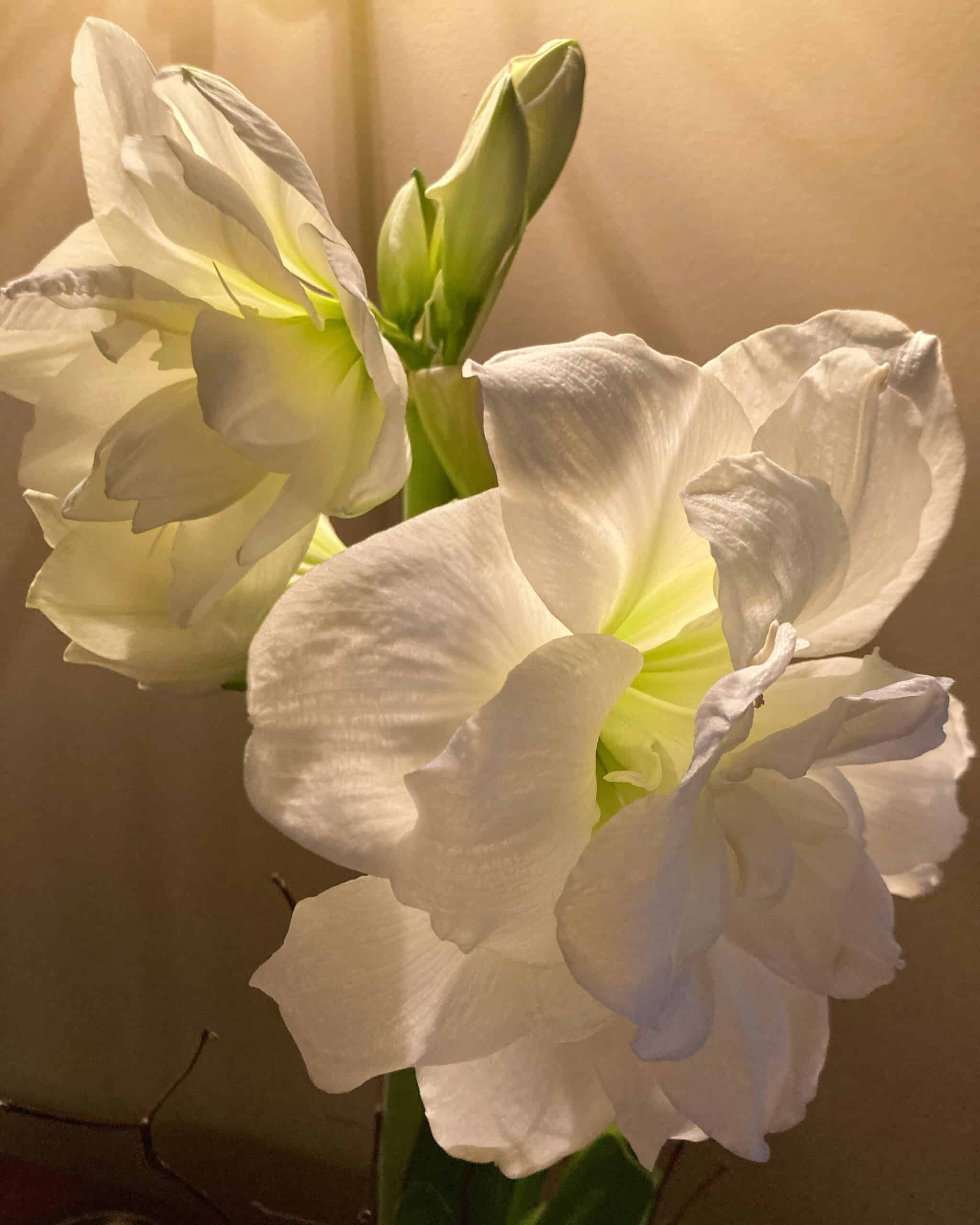 White amaryllis