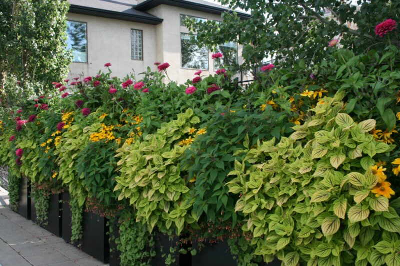 Use containers to create boundaries and to define garden rooms.  This border container garden repeats the same lush elements throughout its composition. Photo credit:  Karen Chopp