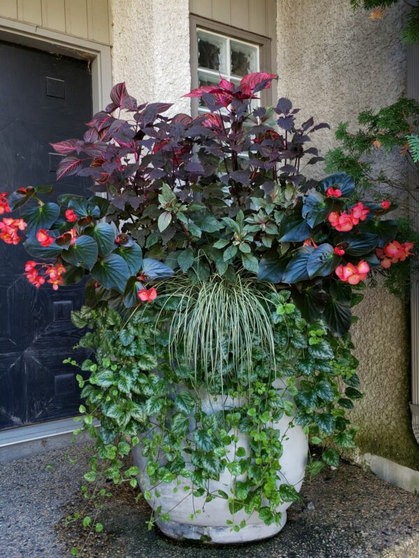 This front door container garden features shade tolerant plants with contrasting shades of greens, purples, and reds. Photo credit: Karen Chopp