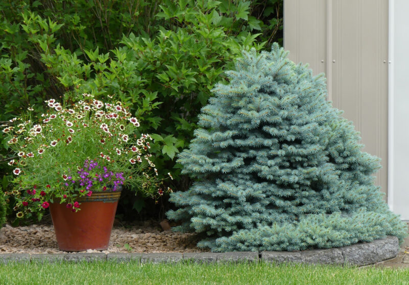 In this layered garden, the bright green needles of Dwarf Mugo Pine work well with the airy texture of Perovskia Russian Sage and the upright habit of ornamental grasses.  Photo credit: Roswitha Nowak