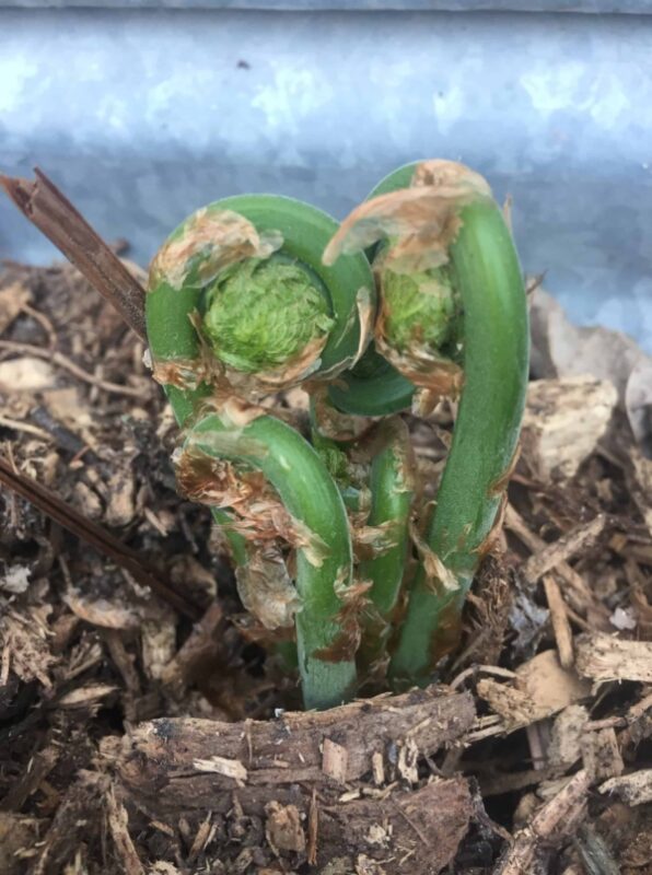 Ostrich fern fiddleheads