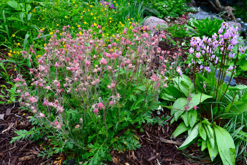 Three Flowered Avens and Shooting Star make intriguing companions. Photo credit: Becky Slater