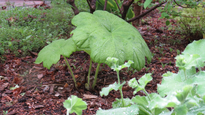 Need an umbrella for a rainy day? Roger's Flower stands tall on hairy stalks with enormous shield-like leaves that measure up to 24 inches across. Photo credit: Colleen Zacharias