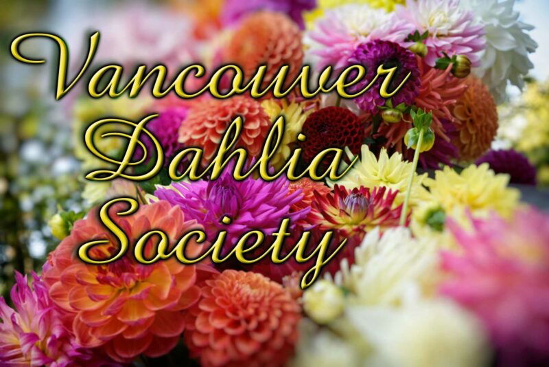 vancouver-dahlia-2022