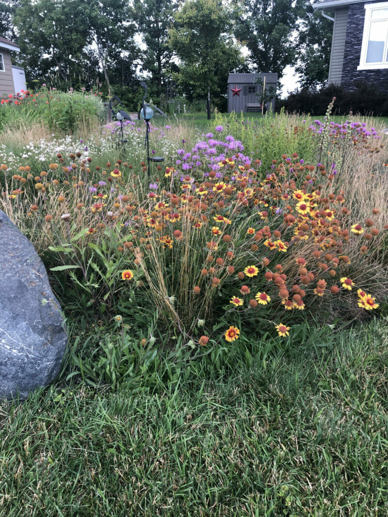 This meadow garden replaced an area of turf grass and has been planted with wildflowers such as Gaillardia and Wild Bergamot. (Photos: Prairie Flora)