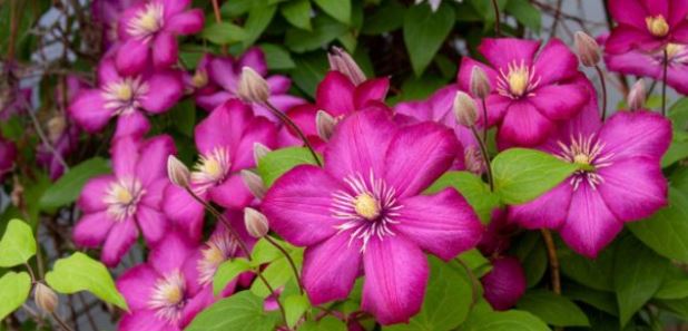 Clematis_DH