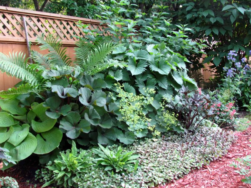 Plants with personality