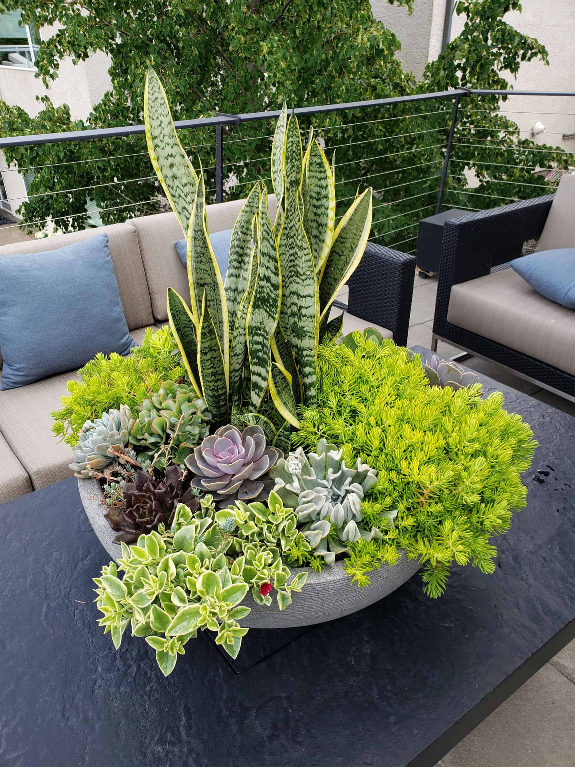 Design tips and plant combination ideas for containers