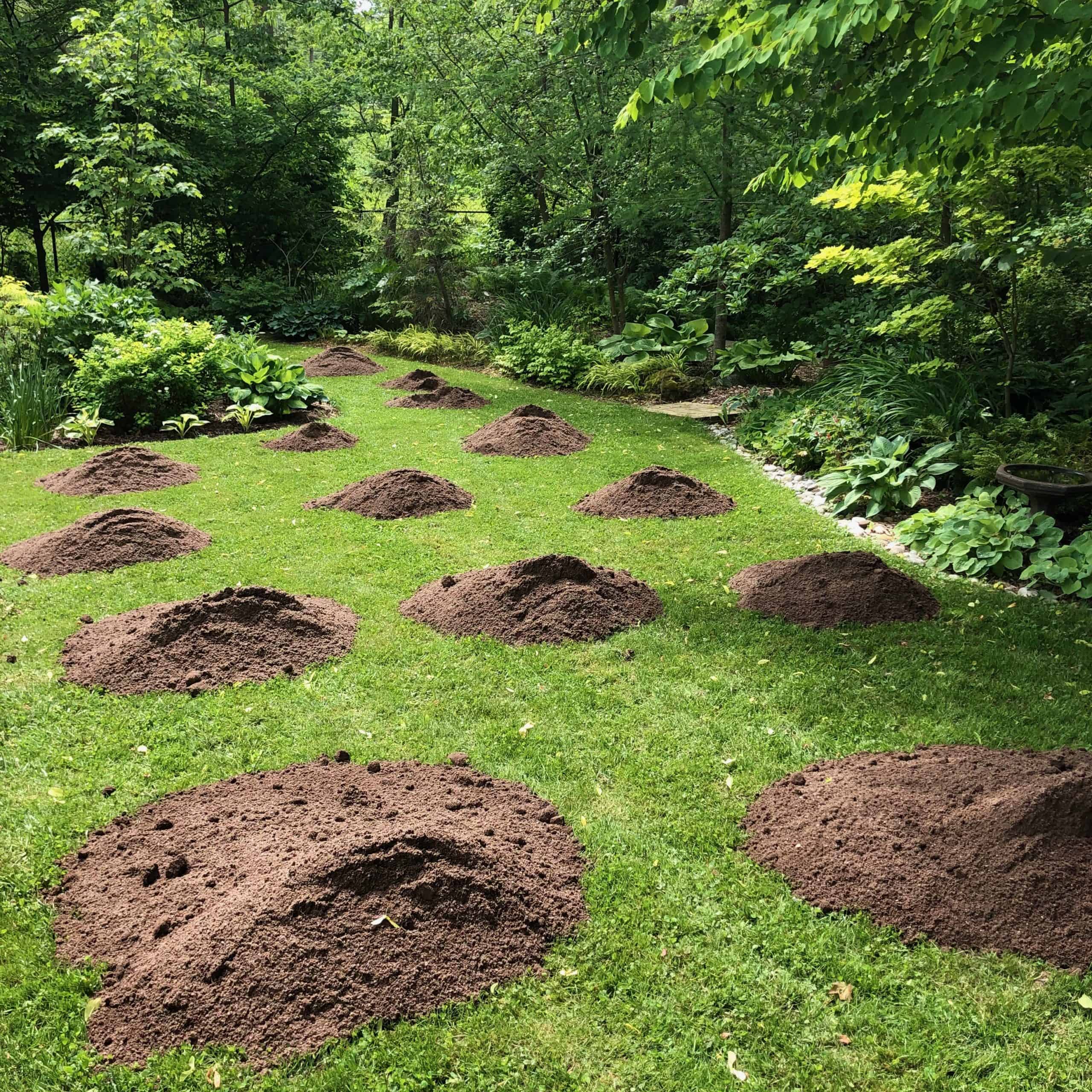 Lessons learned while renovating a lawn