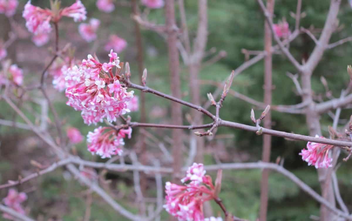 'Dawn' viburnum