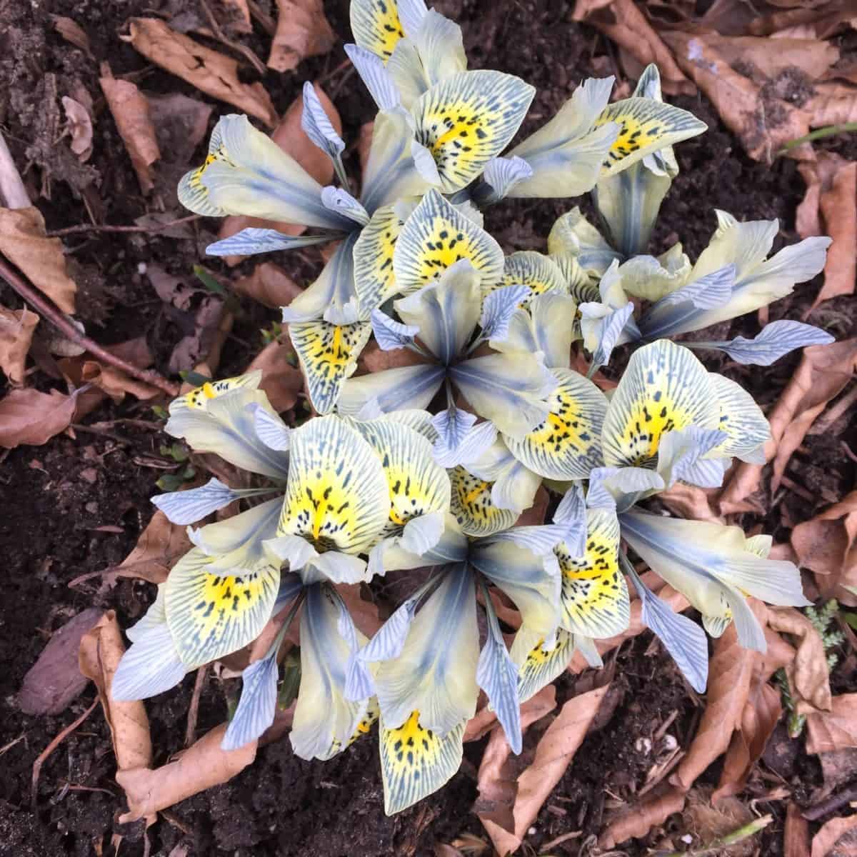 'Katharine Hodgin' iris