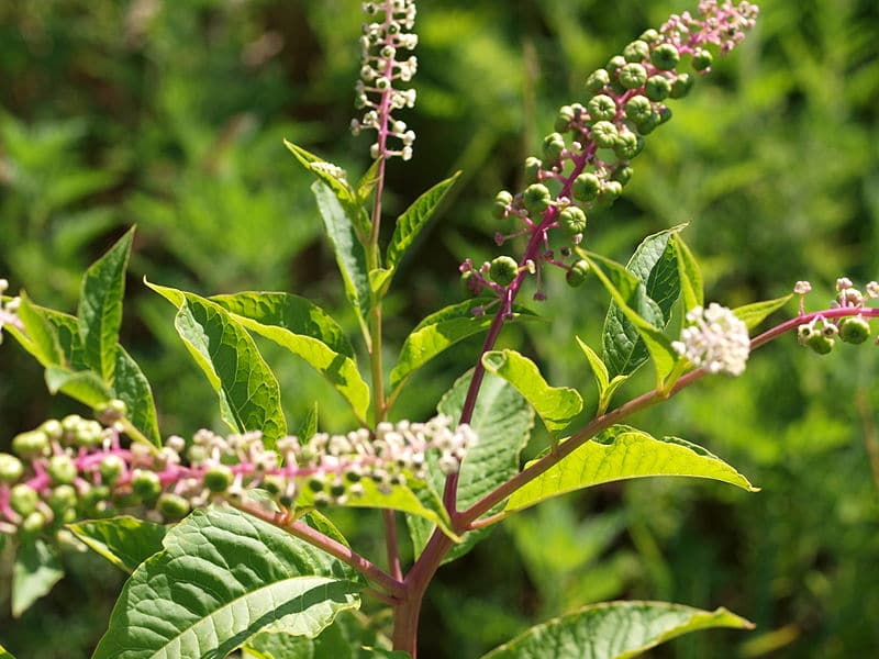 Optimizing your native plant options