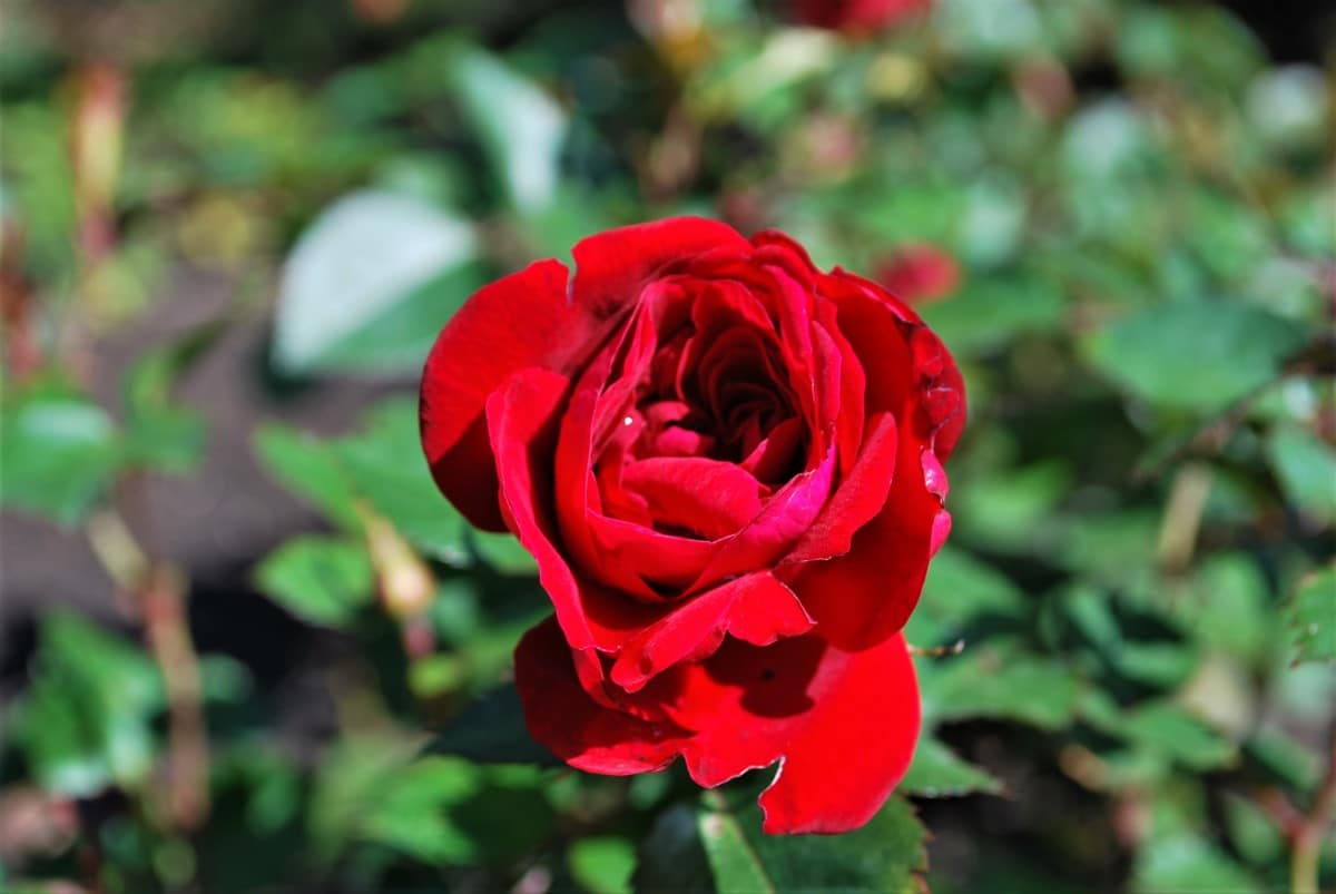 Canadian Shield roses taking hold nicely