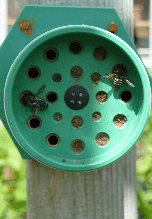 6 tips for pollen bee nests in your garden