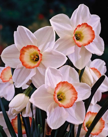 Beautiful โHigh Societyโ narcissus (Photo courtesy of Veseys)