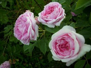 Rene dโAnjou roses. Photo by Heather Hayden