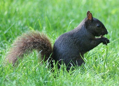 Itโs worth trying to outsmart squirrels when youโre planting bulbs in the fall. (Photo by Brendan Zwelling)