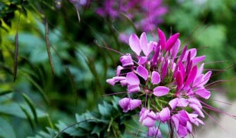 Cleome with seeds (Photo by Brendan Zwelling)