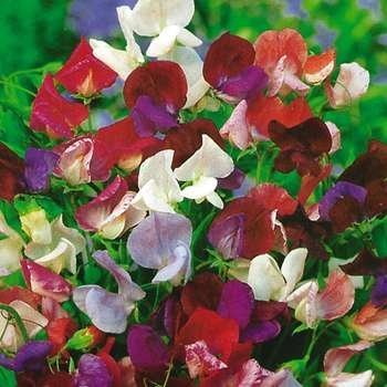 โOld Spiceโ sweet peas (Photo from Veseys.com)
