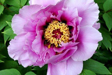 Mauve tree peony (Photo by Brendan Zwelling)