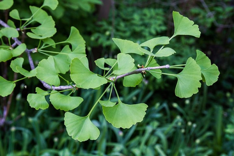 ginko