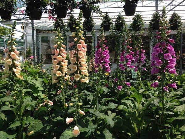 July can be a good time to shop for perennials,ย such as foxgloves, at reputable nurseries.