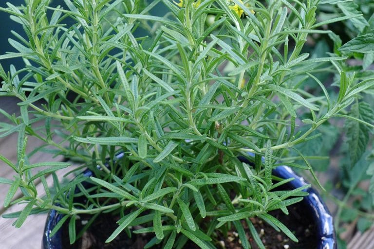 Overwintering rosemary