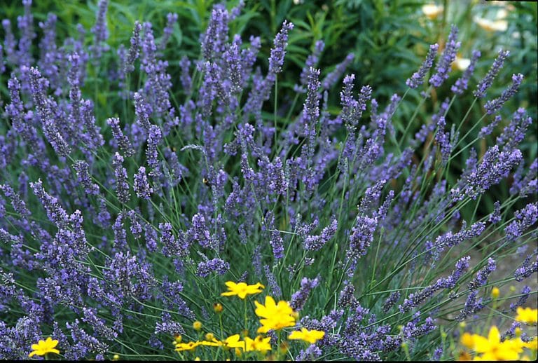 How to grow and brew herbal teas