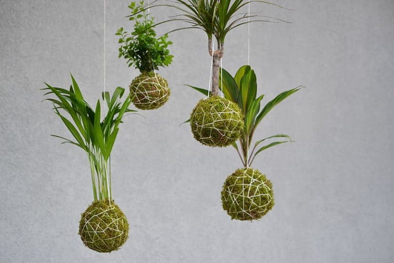 How to make kokedama