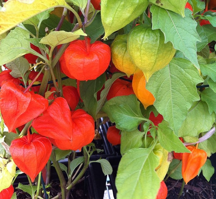 Physalis alkekengi: 4 facts about this decorative fall plant