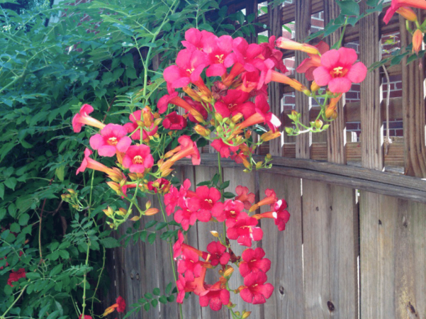 “No doubt this can be a thug, but ‘Lipstick’ trumpet vine is a hummingbird magnet in our garden,” says Allan Armitage. (Photos from his Twitter account)