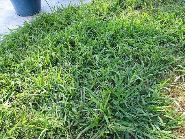 How can I eliminate crabgrass?