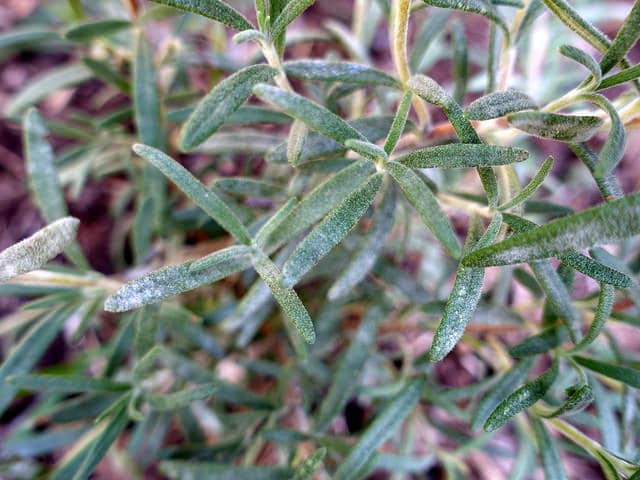 How to treat powdery mildew on rosemary?