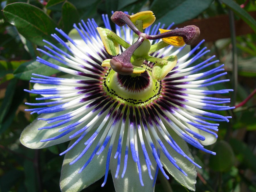 Why won’t my passion flower bloom?