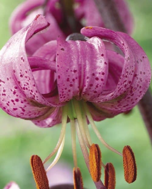 Time for more Martagon lilies