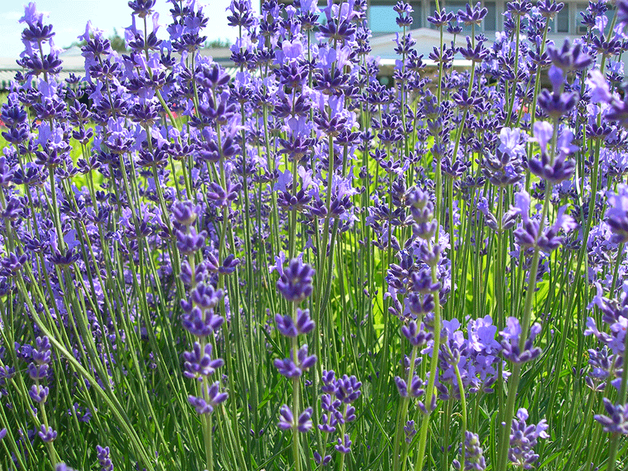 More home gardeners are growingย lavenders such as English lavenderย (Lavandula angustifolia)ย for fragrance and culinary use.ย (Photo by Joanne Young)