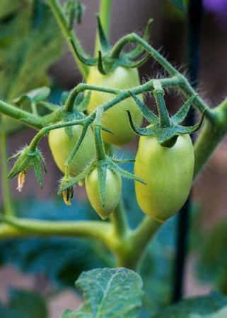 Tomato-Windowbox-Roma
