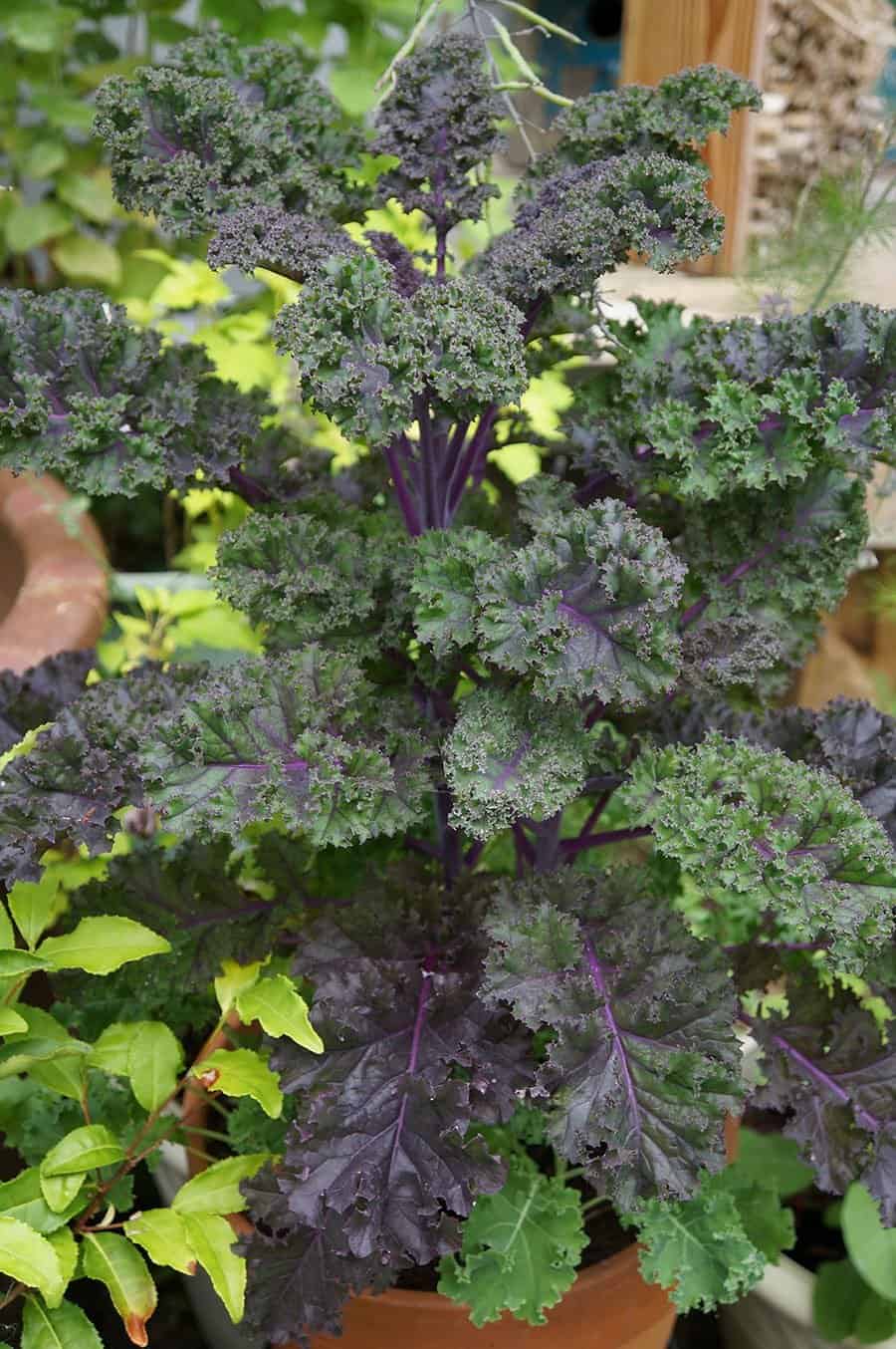 Redbor kale grows well in containersย (Photo by Carol Pope)