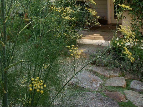 Fennel featuresย ornamental flowers. (Photos by Carol Pope)