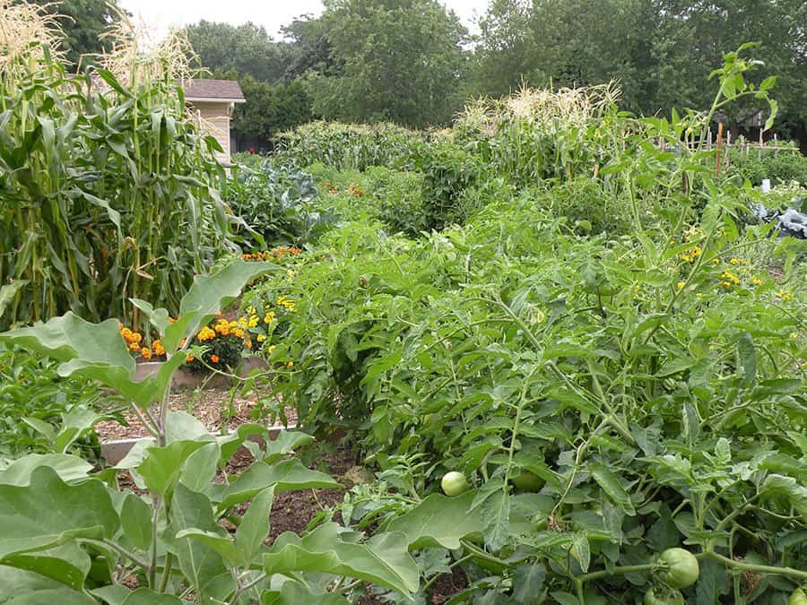 How to plan a vegetable garden