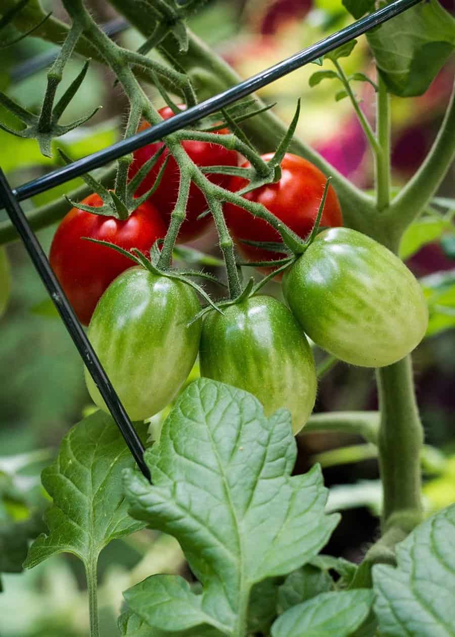 โMighty Sweetโ cherry tomato (Photo by Brendan Zwelling)