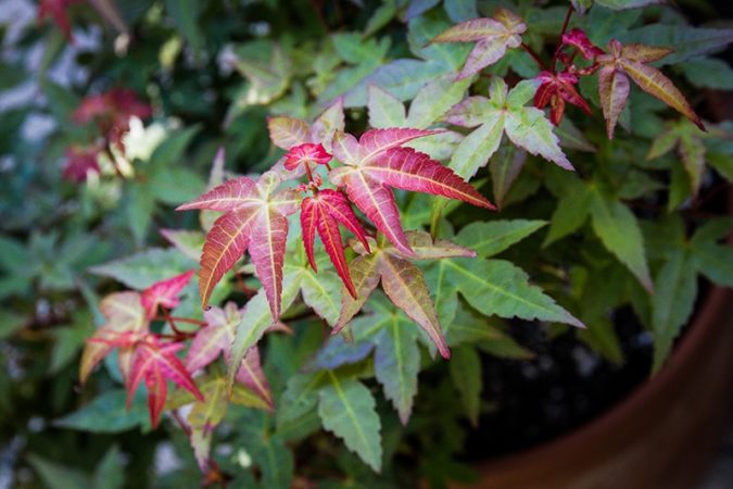 Dwarf Japanese maple (Acer palmatum ‘Beni-hime’) growing in a container. (Photo by Brendan Adam-Zwelling)