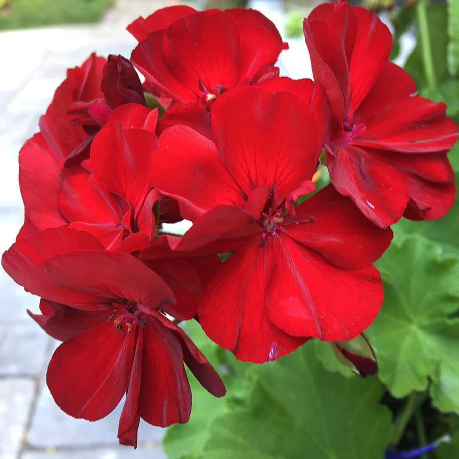 6 container plants looking good in the heat