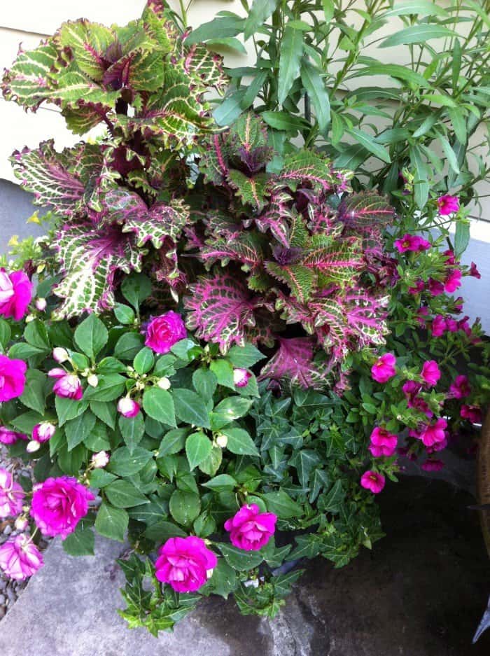 Perfect container plants