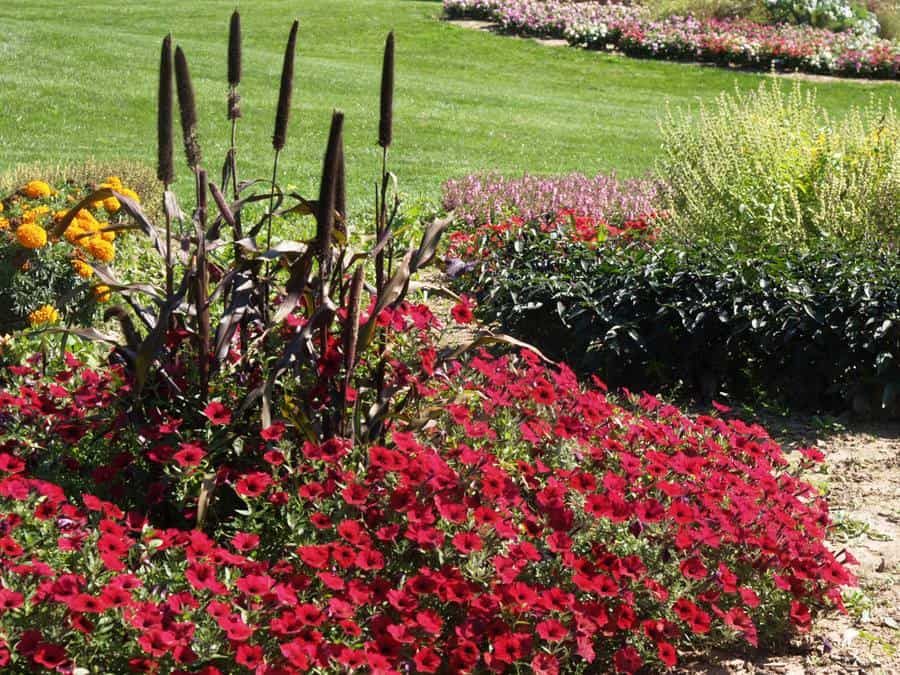 Petunia Tidal Wave Red Velour grabs attention