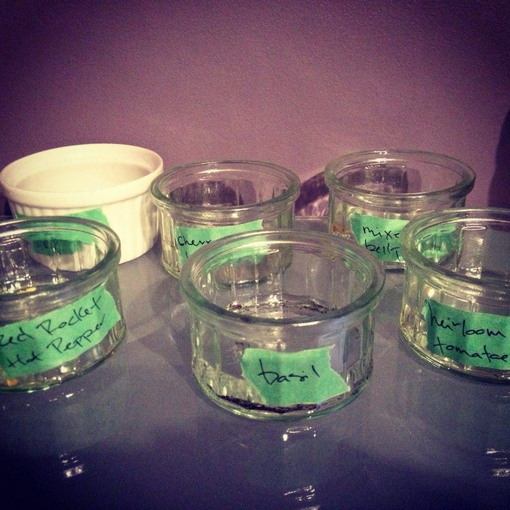 Starting seeds indoors
