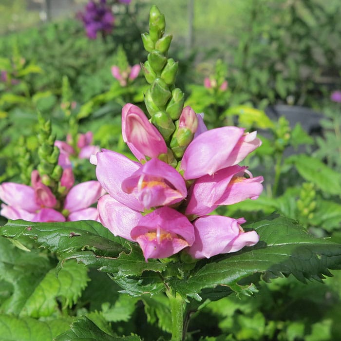 Hummingbirds love the nectar from turtlehead