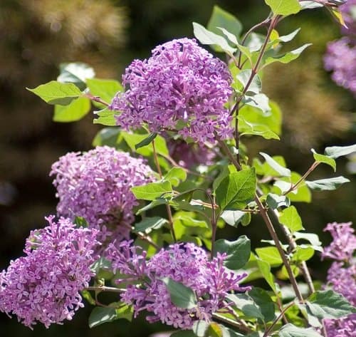 Mildew-resistant lilacs