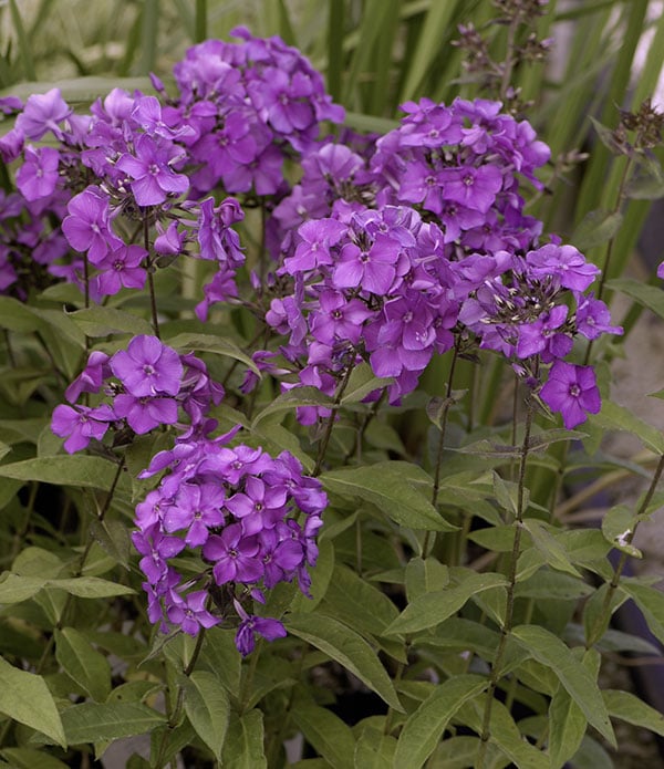 ‘Blue Paradise’ summer phlox
