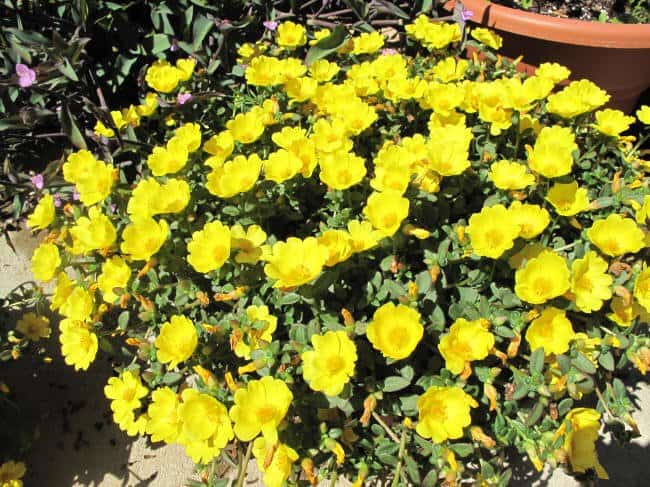 Rio portulaca for hot spots